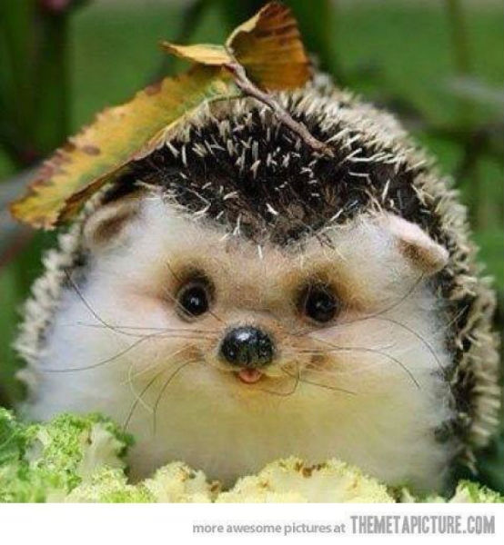 adorable baby hedgehog