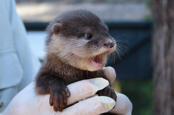 adorable baby otter