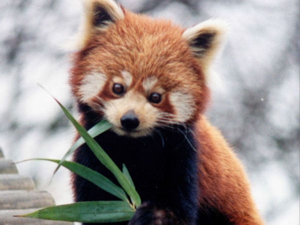 adorable baby red panda
