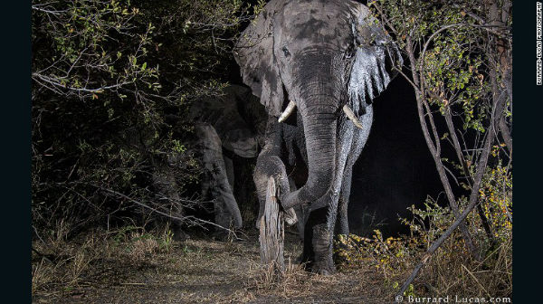 awesome elephant at night