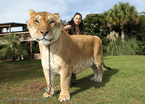 ligers are real