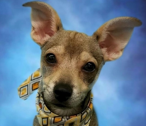 adorable office dog