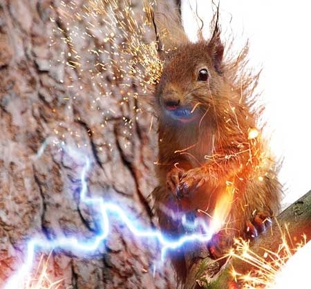 squirrel chewing on power line